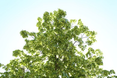 Photo of Tree branches with green leaves outdoors, low angle view