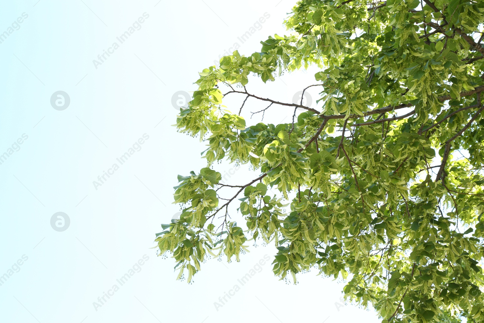 Tree branches with green leaves outdoors, low angle view. Space for text Photo of Tree branches with green leaves outdoors, low angle view. Space for text
