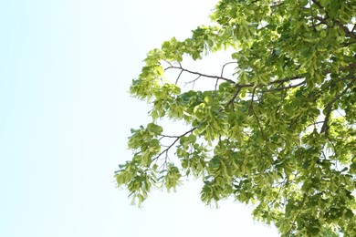 Photo of Tree branches with green leaves outdoors, low angle view. Space for text