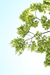 Photo of Tree branches with green leaves outdoors, low angle view