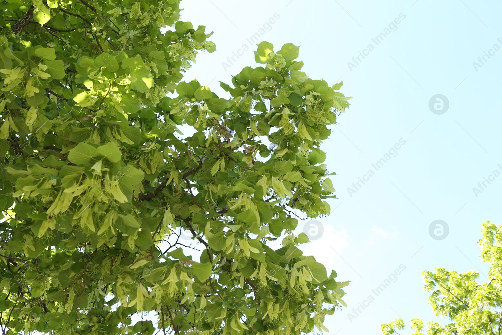 Tree branches with green leaves outdoors, low angle view Photo of Tree branches with green leaves outdoors, low angle view