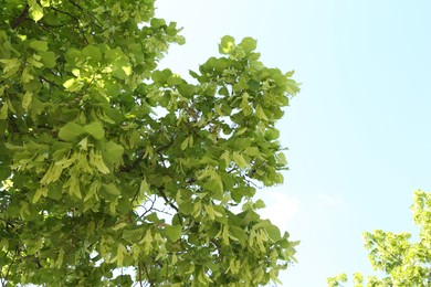 Photo of Tree branches with green leaves outdoors, low angle view
