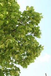 Photo of Tree branches with green leaves outdoors, low angle view