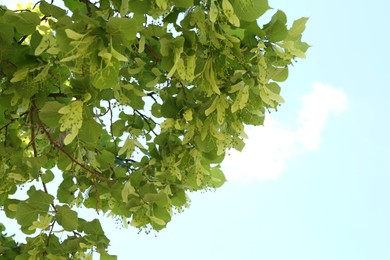 Photo of Tree branches with green leaves outdoors, low angle view