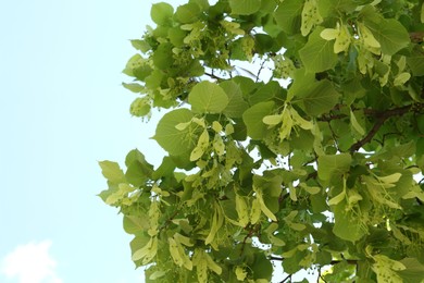 Photo of Tree branches with green leaves under blue sky, low angle view