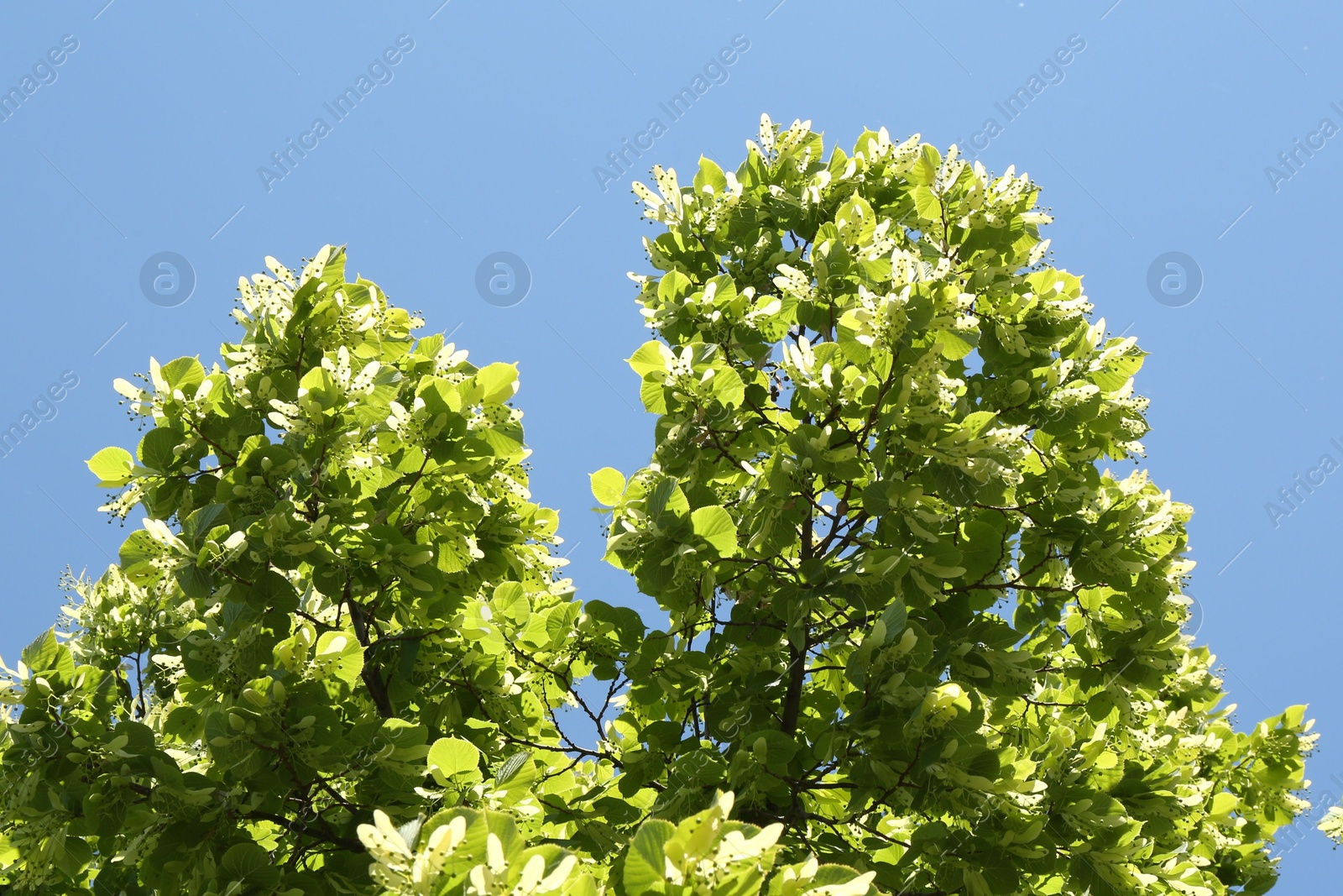 Tree branches with green leaves under blue sky, low angle view Photo of Tree branches with green leaves under blue sky, low angle view