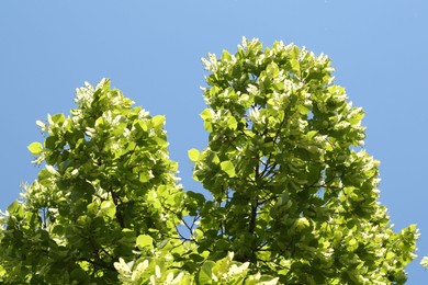Photo of Tree branches with green leaves under blue sky, low angle view
