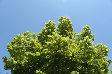 Photo of Tree branches with green leaves under blue sky, low angle view