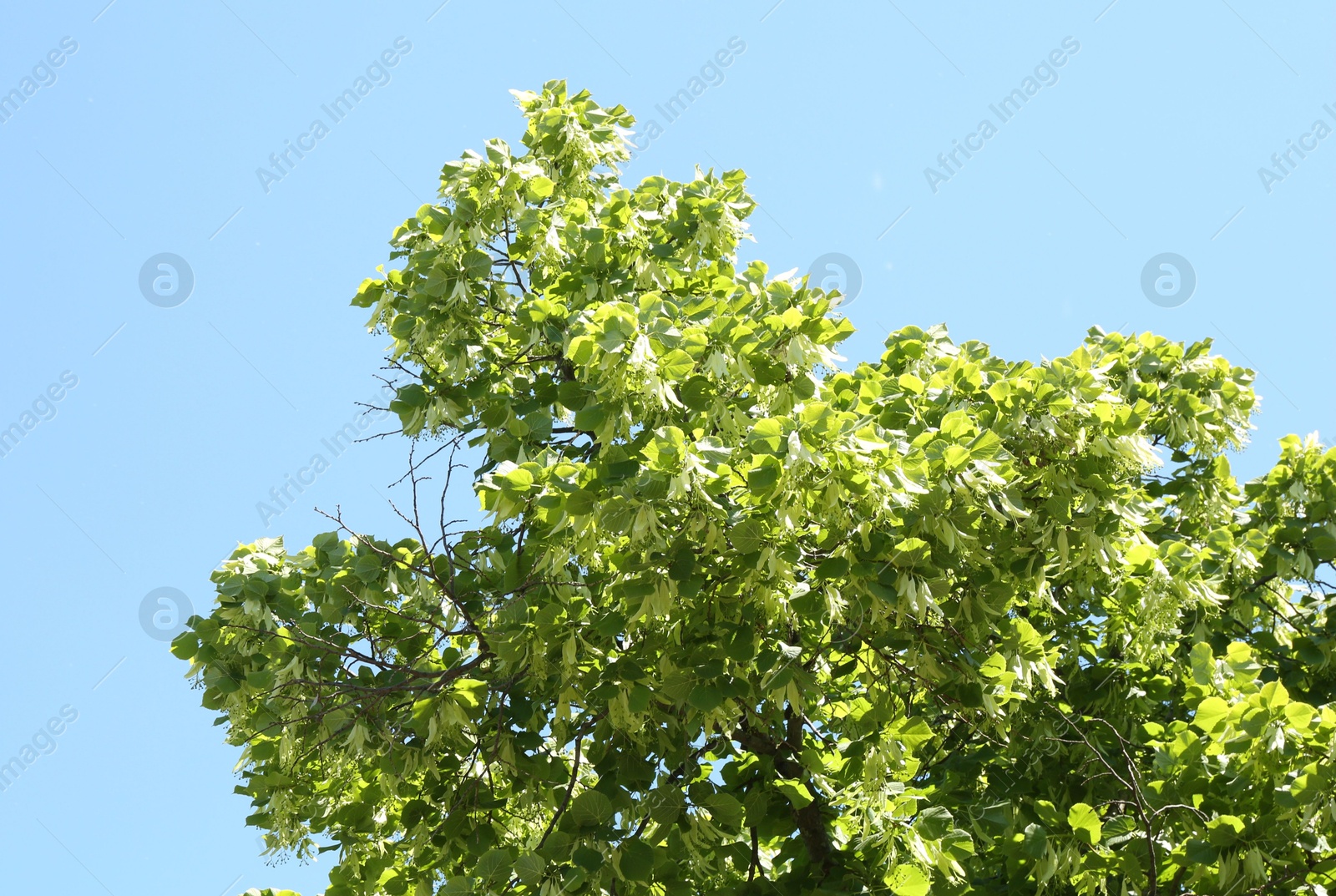 Tree branches with green leaves under blue sky, low angle view Photo of Tree branches with green leaves under blue sky, low angle view