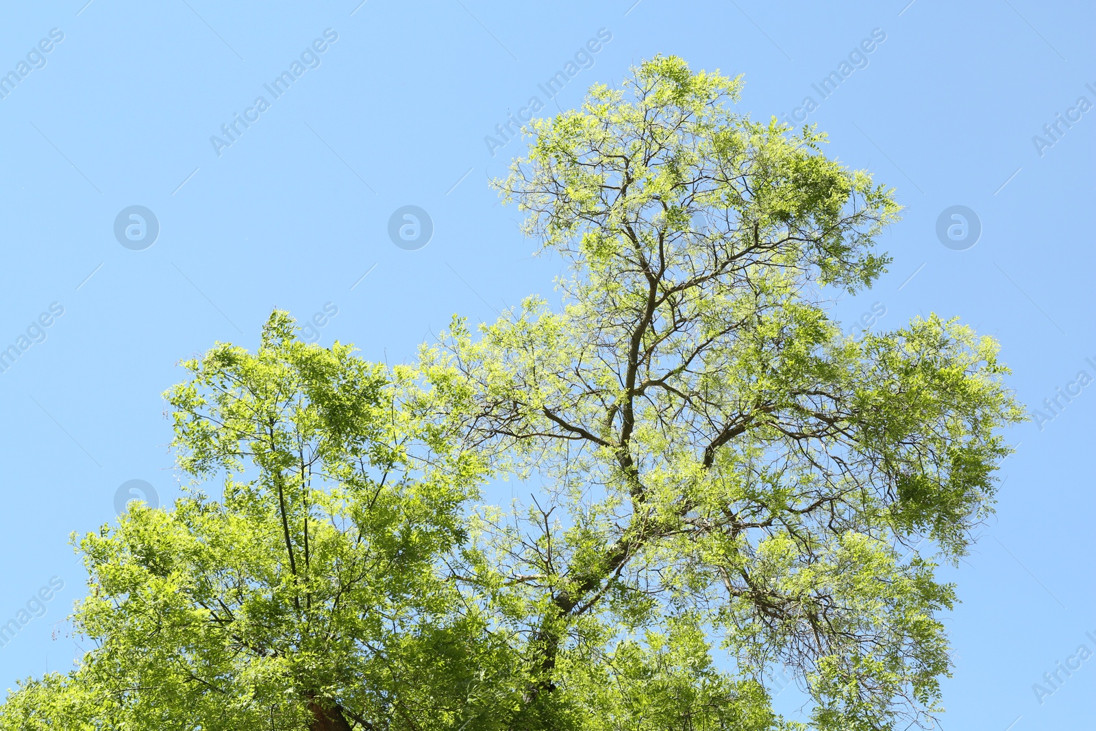 Tree branches with green leaves under blue sky, low angle view Photo of Tree branches with green leaves under blue sky, low angle view