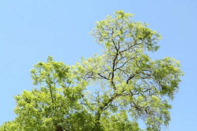 Photo of Tree branches with green leaves under blue sky, low angle view