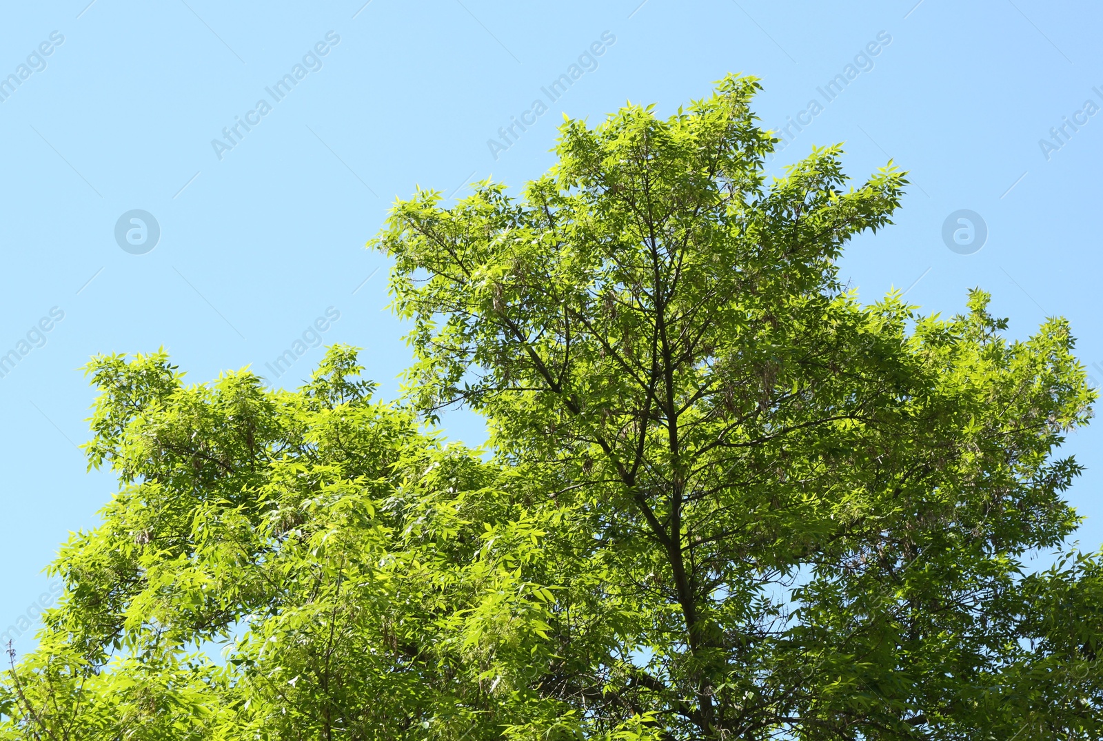 Tree branches with green leaves under blue sky, low angle view Photo of Tree branches with green leaves under blue sky, low angle view