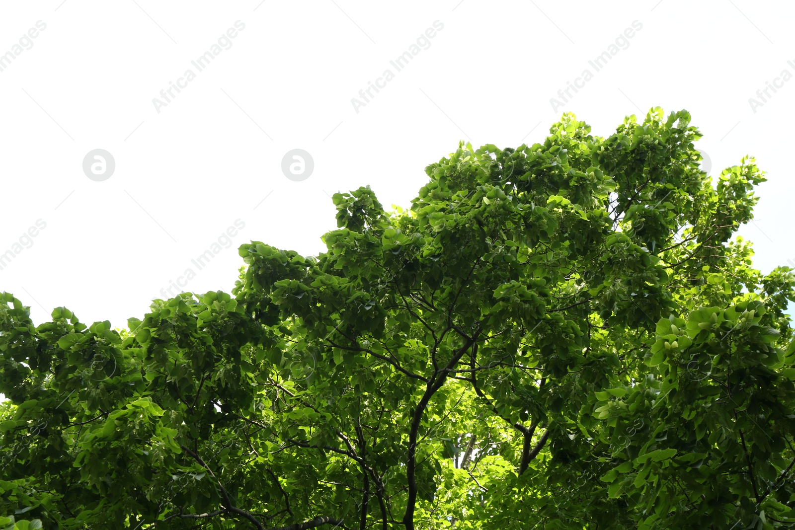 Tree branches with green leaves outdoors, low angle view Photo of Tree branches with green leaves outdoors, low angle view