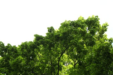 Photo of Tree branches with green leaves outdoors, low angle view