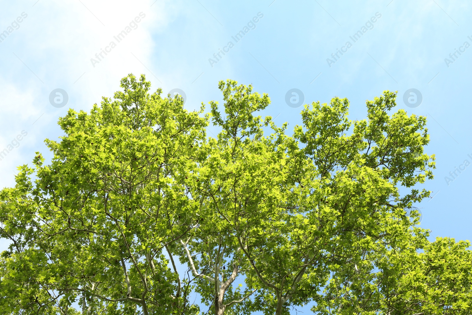 Tree branches with green leaves under blue sky, low angle view Photo of Tree branches with green leaves under blue sky, low angle view
