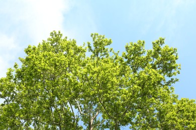 Photo of Tree branches with green leaves under blue sky, low angle view