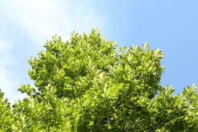Photo of Tree branches with green leaves under blue sky, low angle view
