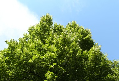 Photo of Tree branches with green leaves under blue sky, low angle view