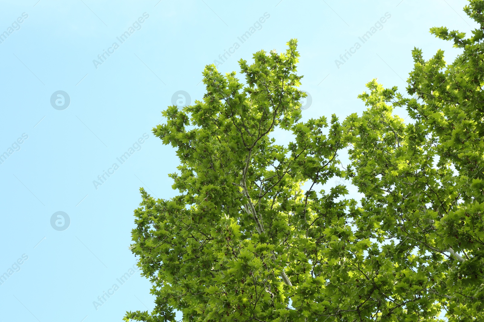 Tree branches with green leaves under blue sky, low angle view Photo of Tree branches with green leaves under blue sky, low angle view