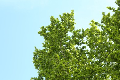 Photo of Tree branches with green leaves under blue sky, low angle view