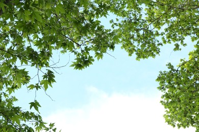 Photo of Tree branches with green leaves under blue sky, bottom view