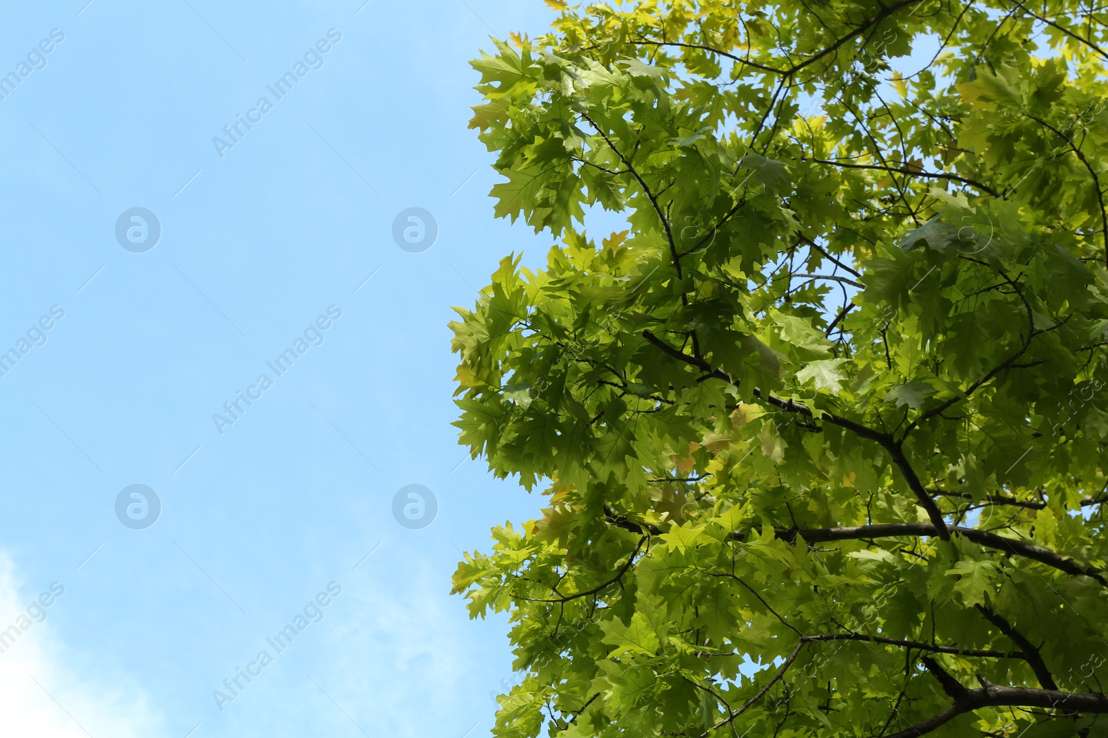 Tree branches with green leaves under blue sky, low angle view. Space for text Photo of Tree branches with green leaves under blue sky, low angle view. Space for text