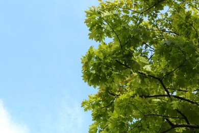 Photo of Tree branches with green leaves under blue sky, low angle view. Space for text