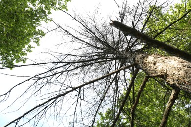 Photo of Tree with bare branches and leafy ones outdoors, low angle view