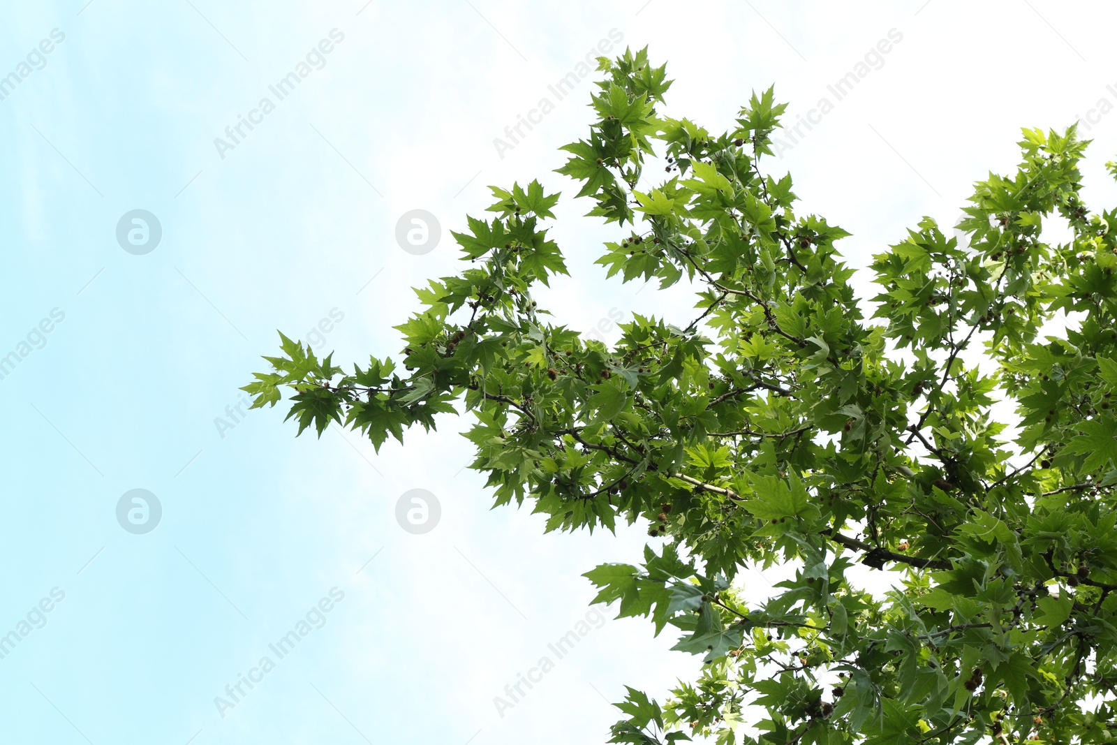 Tree branches with green leaves under blue sky, low angle view Photo of Tree branches with green leaves under blue sky, low angle view