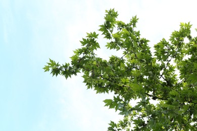 Photo of Tree branches with green leaves under blue sky, low angle view