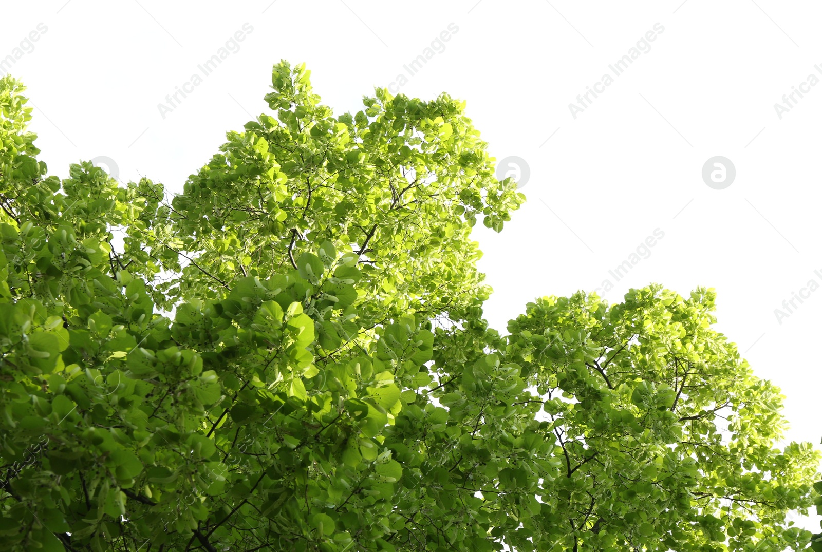 Beautiful tree branches with green leaves outdoors, low angle view Photo of Beautiful tree branches with green leaves outdoors, low angle view