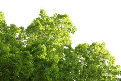 Photo of Beautiful tree branches with green leaves outdoors, low angle view