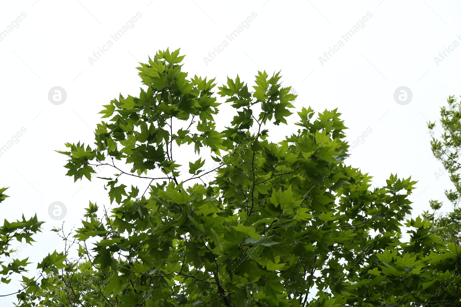 Tree branches with green leaves outdoors, low angle view Photo of Tree branches with green leaves outdoors, low angle view
