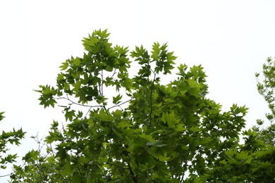 Photo of Tree branches with green leaves outdoors, low angle view