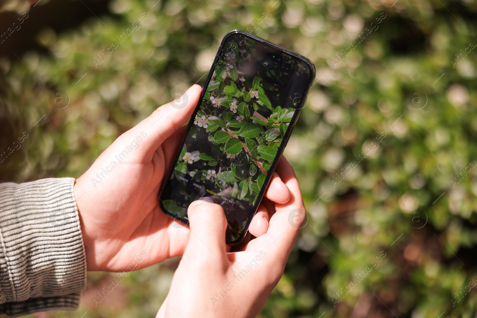 Man using plant recognition application on smartphone outdoors, closeup Photo of Man using plant recognition application on smartphone outdoors, closeup