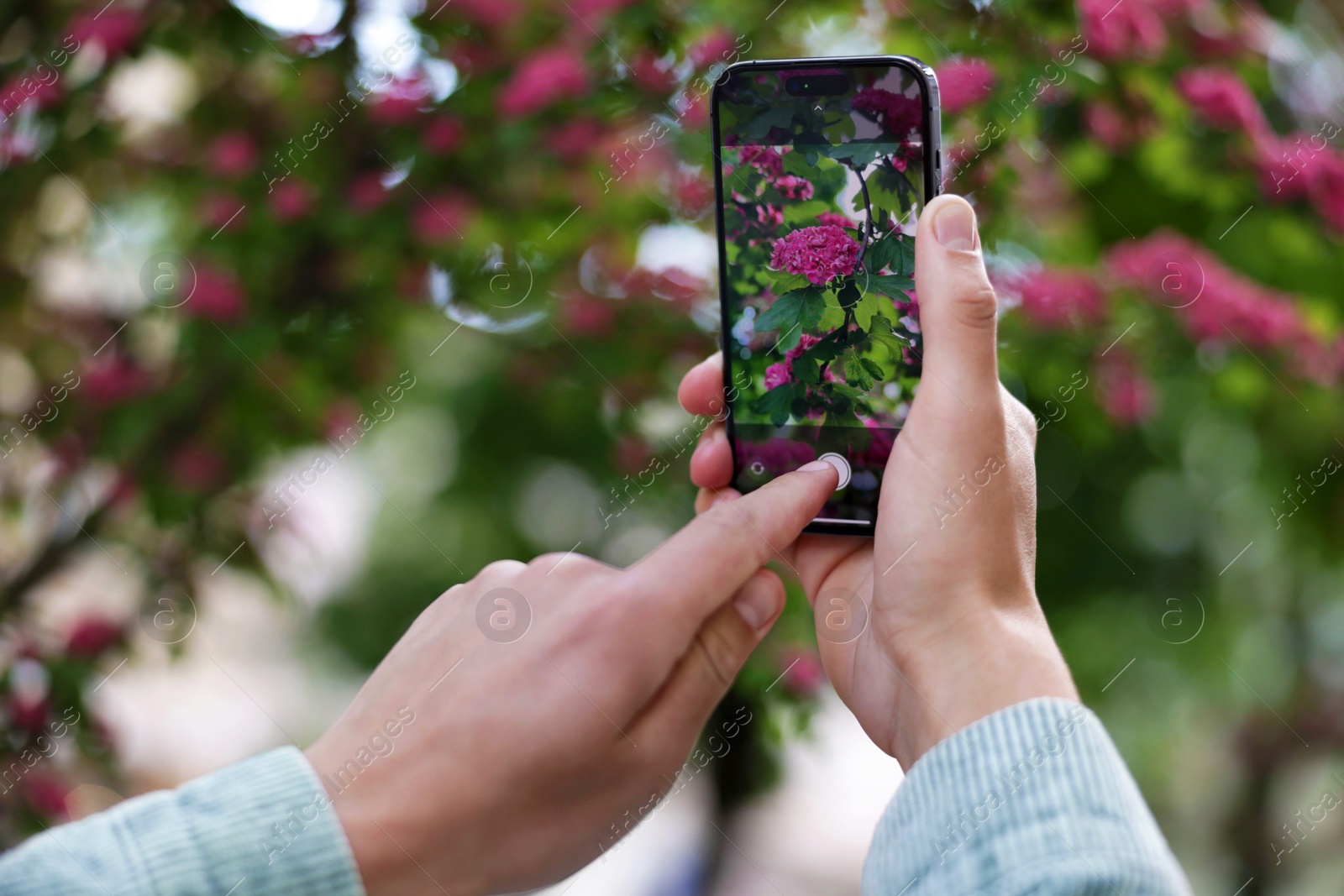 Man using plant recognition application on smartphone outdoors, closeup Photo of Man using plant recognition application on smartphone outdoors, closeup