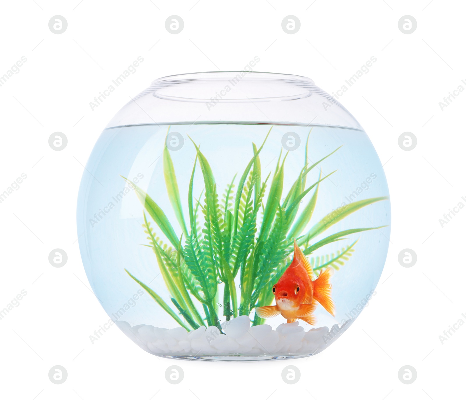 Gold fish swimming in aquarium with clean water isolated on white Photo of Gold fish swimming in aquarium with clean water isolated on white