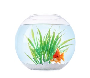 Photo of Gold fish swimming in aquarium with clean water isolated on white
