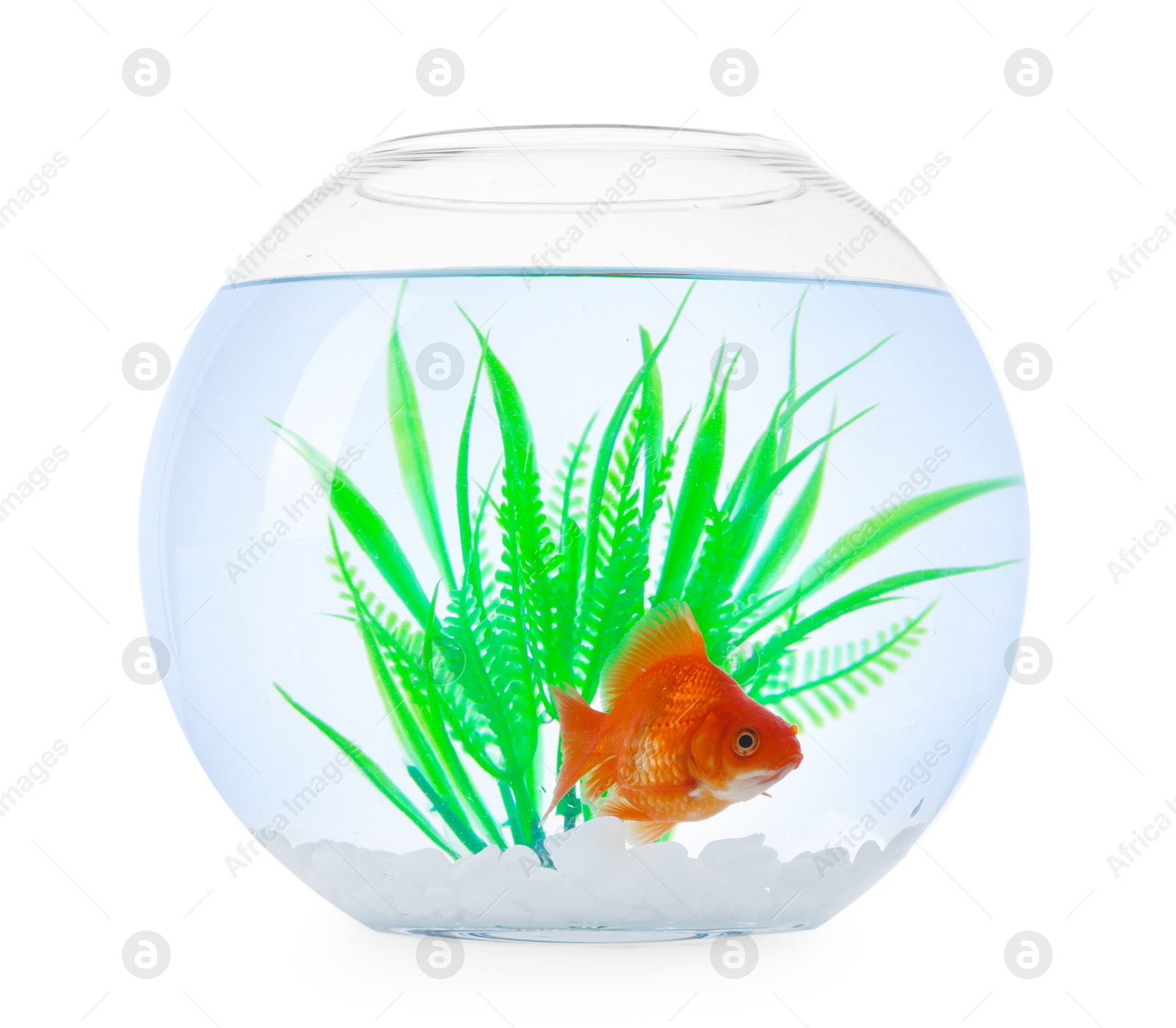 Gold fish swimming in aquarium with clean water isolated on white Photo of Gold fish swimming in aquarium with clean water isolated on white