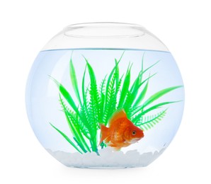 Photo of Gold fish swimming in aquarium with clean water isolated on white