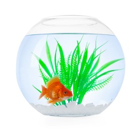 Photo of Gold fish swimming in aquarium with clean water isolated on white