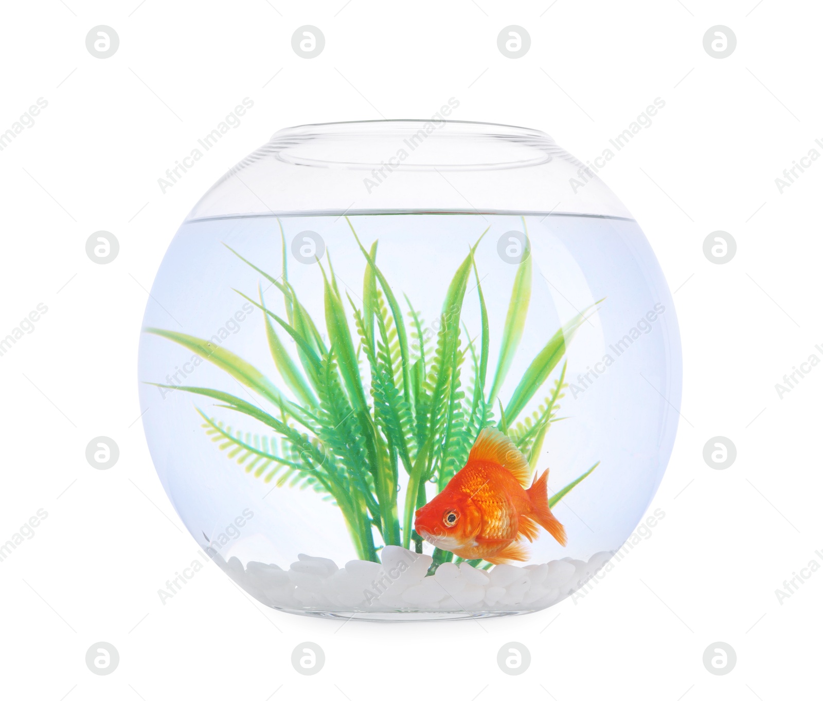 Gold fish swimming in aquarium with clean water isolated on white Photo of Gold fish swimming in aquarium with clean water isolated on white
