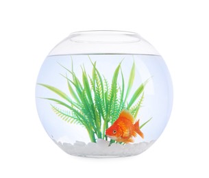 Photo of Gold fish swimming in aquarium with clean water isolated on white