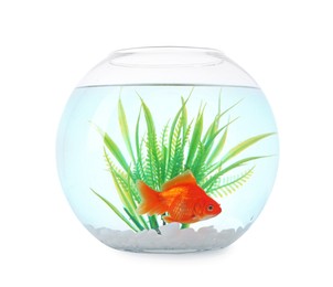 Photo of Gold fish swimming in aquarium with clean water isolated on white