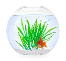 Photo of Gold fish swimming in aquarium with clean water isolated on white