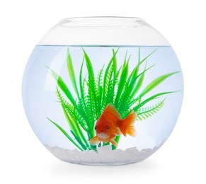 Photo of Gold fish swimming in aquarium with clean water isolated on white
