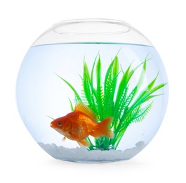 Photo of Gold fish swimming in aquarium with clean water isolated on white