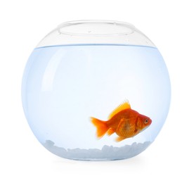Photo of Gold fish swimming in aquarium with clean water isolated on white