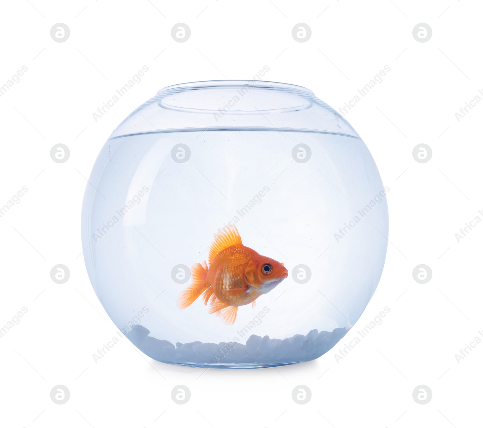 Gold fish swimming in aquarium with clean water isolated on white Photo of Gold fish swimming in aquarium with clean water isolated on white