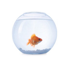 Photo of Gold fish swimming in aquarium with clean water isolated on white